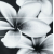 Cersanit FLOWER GREY COMPOSITION 75X75, obklad-dekor OD334-005,1.tr.