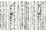 Cersanit WIKA Inserto Birch 25X40 obklad-dekor, WD442-003,1.tr.