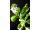 Arttec Bazalka európska (Ocimum basilicum)