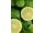 Arttec Bergamot bio (Citrus bergamia)