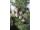 Arttec Cyprus de Provence bio (Cupressus sempervirens), Cyprus de Provence