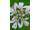Arttec Koriander siaty (Coriandrum sativum), Koriander SIATECH