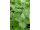 Arttec Koriander siaty (Coriandrum sativum), Koriander SIATECH