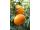 Arttec Mandarinka bio (Citrus reticulata), mandarínky