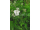 Arttec Rebríček obyčajný (Achiella millefolium), Myší chvostík