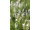 Arttec Tymian thymol (Thymus vulgaris L.)