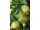 Arttec Žltý citrón bio (Citrus limonum)
