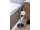 Hopa RING Kúpeľňový vešiak, volne stojaci - nemý sluha, 34x29x86,5cm, pochrómovaná oceľ