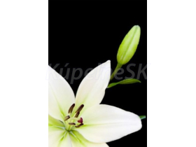 JAP Grafosklo motív 2476439