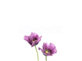 JAP Grafosklo motív 85454344