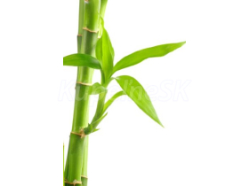 JAP Grafosklo motív 95749204