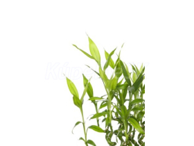 JAP Grafosklo motív 94632730