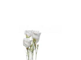 JAP Grafosklo motív 93094423