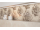 Cersanit ROSITA Cream Flower 25x40 obklad-dekor matný WD955-003, 1.tr