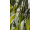 Arttec Eukalyptus guľatoplodý bio (Eucalyptus globulus), Eukalyptus guĺatoplodý