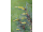 Arttec Borovica lesná bio (Pinus sylvestris), borovica lesná
