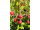 Arttec Červená myrta bio (Myrtus communis)