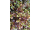 Arttec Červená myrta bio (Myrtus communis)