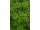 Arttec Geranium (Pelargonie) bio Egypt (Pelargonium graveolens)