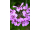 Arttec Geranium (Pelargonie) bio Egypt (Pelargonium graveolens)