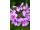 Arttec Geranium (Pelargonie) bio Egypt (Pelargonium graveolens)