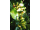 Arttec Klinčeky bio (Eugenia caryophyllus), Klinček