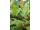 Arttec Klinčeky bio (Eugenia caryophyllus), Klinček