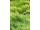 Arttec Jalovec de Provence bio (Juniperus communis L.), Jalovec