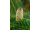 Arttec Jedľa balzamová (Abies balsamea), jedľa balzamová