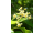 Arttec Gáfrovník lekársky - Bois de Ho (Cinnamomum camphora), Gáfrovník lekársky