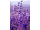 Arttec Lavandin super de Provence bio (Lavandula hybrida), Lavandula hybrida