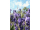 Arttec Levanduľa pravá (divoká) de Provence (Lavandula angustifolia)
