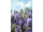 Arttec Levanduľa pravá (divoká) de Provence (Lavandula angustifolia)
