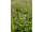 Arttec Majorán s mušľami (Origanum majorana), majorana s mušľami