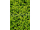 Arttec Majorán s mušľami (Origanum majorana), majorana s mušľami