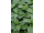 Arttec Mäta bergamotová (Mentha citrát), mäta bergamotová