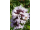 Arttec Mäta bergamotová (Mentha citrát), mäta bergamotová