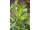 Arttec Mäta pieporná bio (Mentha piperita), mäta prieporná