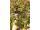 Arttec Myrha (Commiphora myrrha)