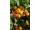 Arttec Pomarančovník sladký bio (Citrus sinensis), Pomarančovník sladký