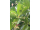 Arttec Škoricovník čínsky (Cinnamomum cassia), škoricovník čínsky