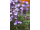 Arttec Tymian thujanol de Provence (Thymus thujanoliferum)
