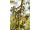 Arttec Vavrín kubébový (Litsea cubeba), vavrín kubébový