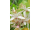 Arttec Žltý citrón bio (Citrus limonum)