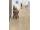 Egger EPL142 Pro Laminate 32 LARGE AQ+ Dub Olchon pieskovo béž lam. podlaha 8 mm 4V CLICit